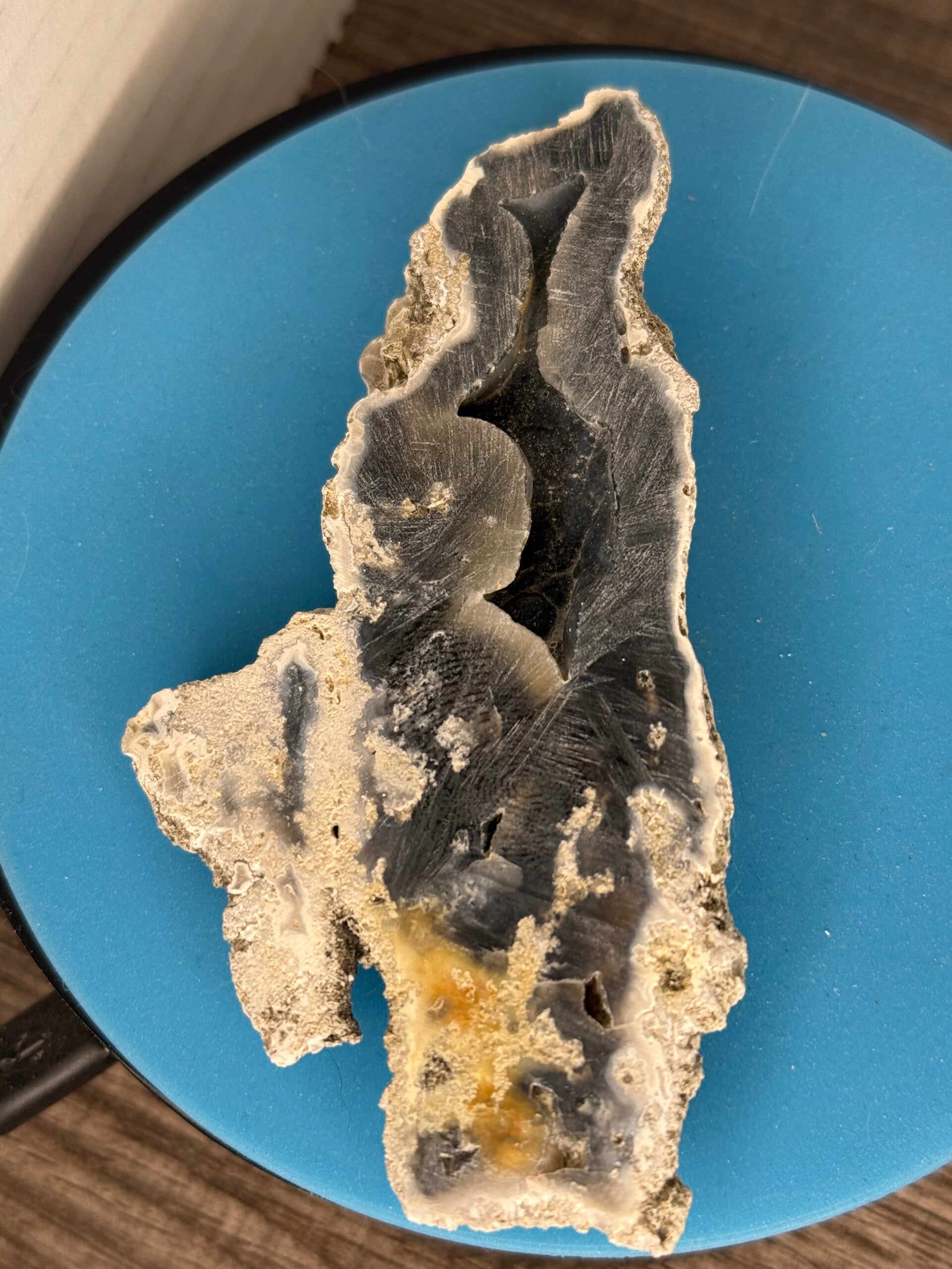 Agatized Coral