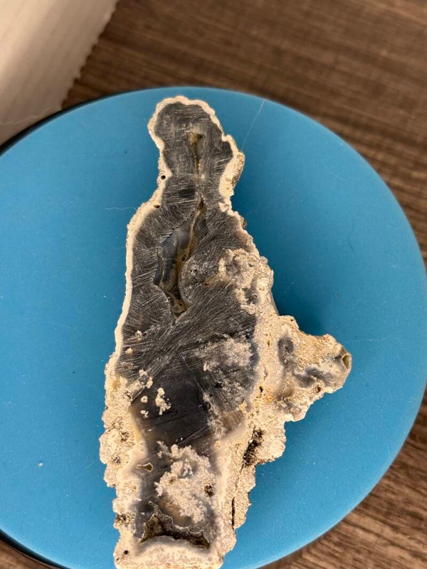Agatized coral from Tampa Bay