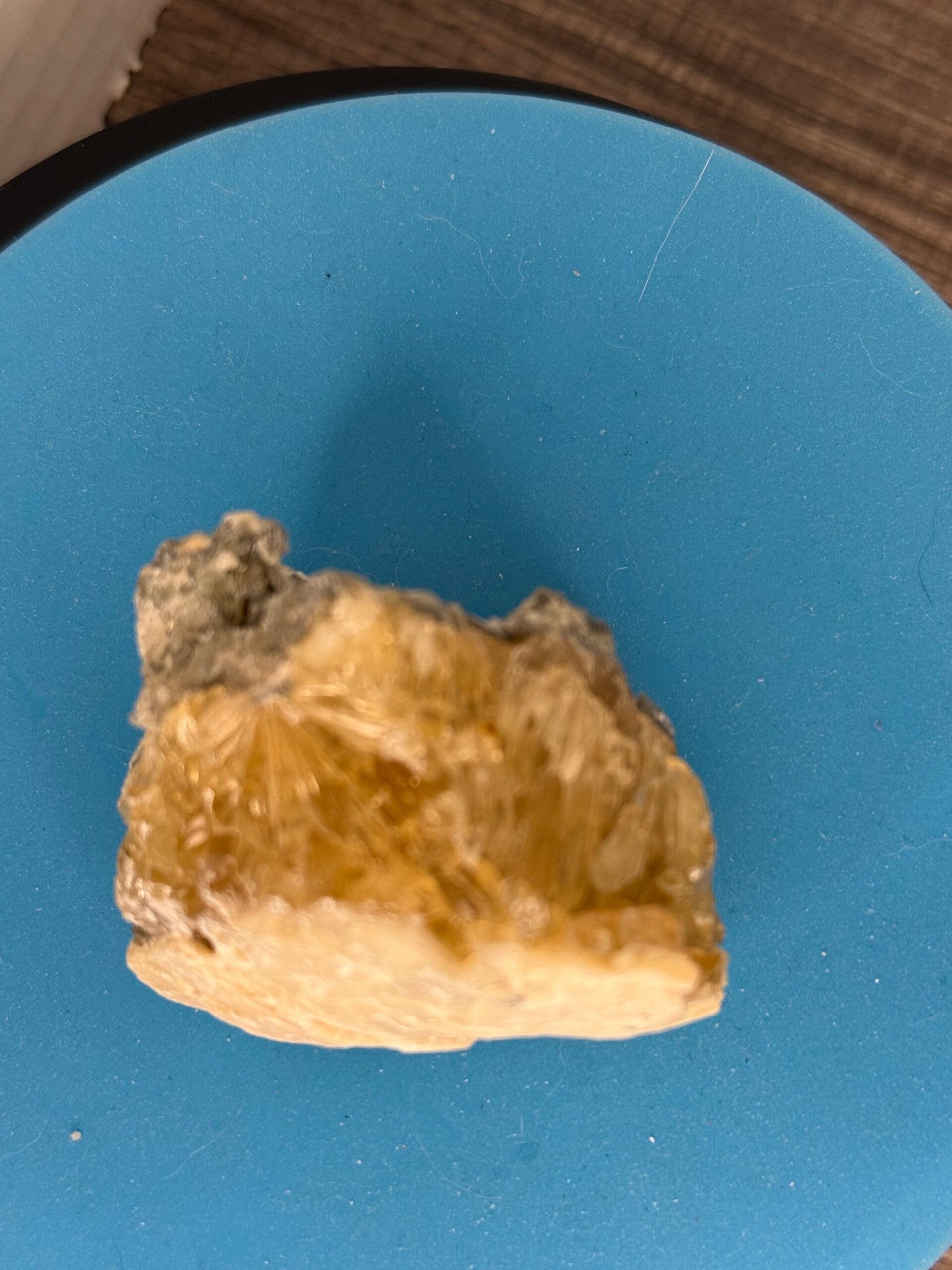 Ocean shell