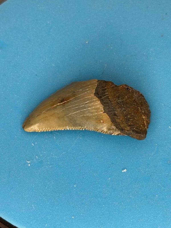 Angustiden Tooth