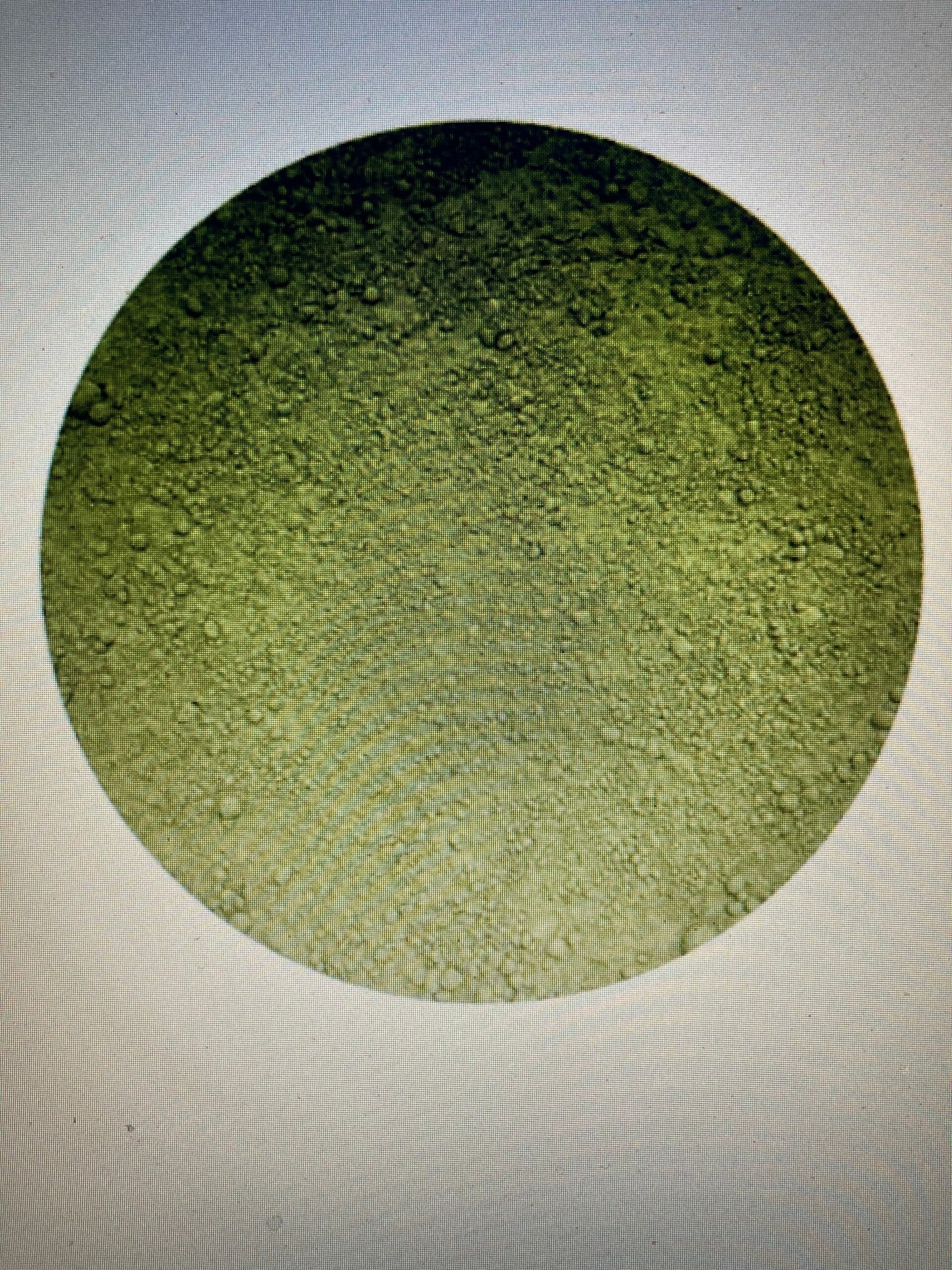 Biologisch Premium Matcha Poeder 50gr.