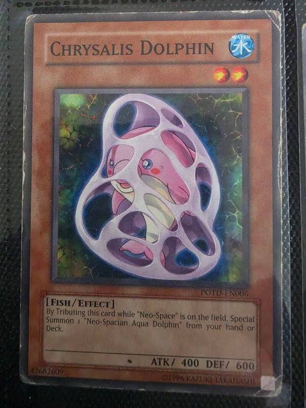 CHRYSALIS DOLPHIN