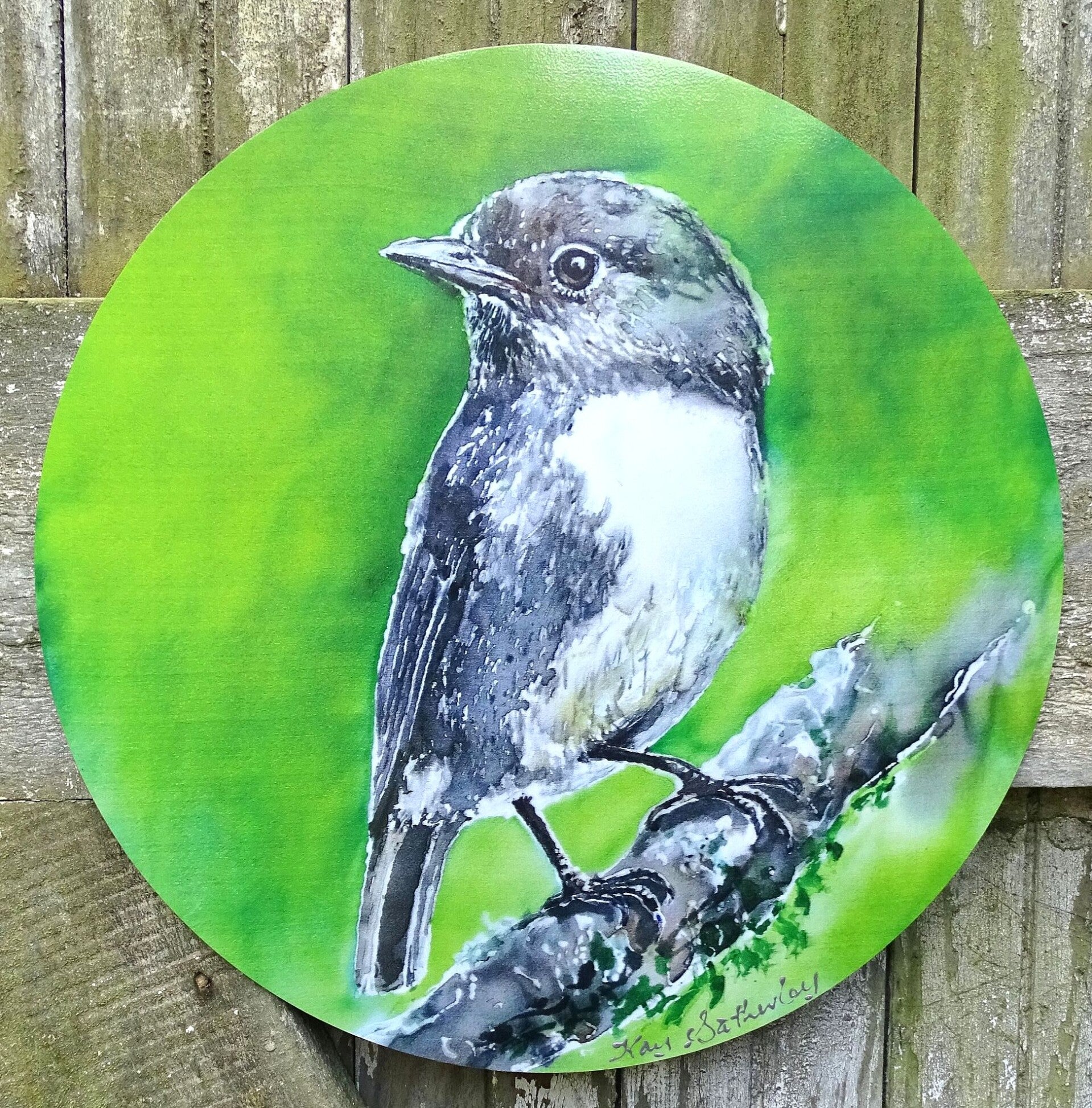 New Zealand Robin - Circle Art Panel