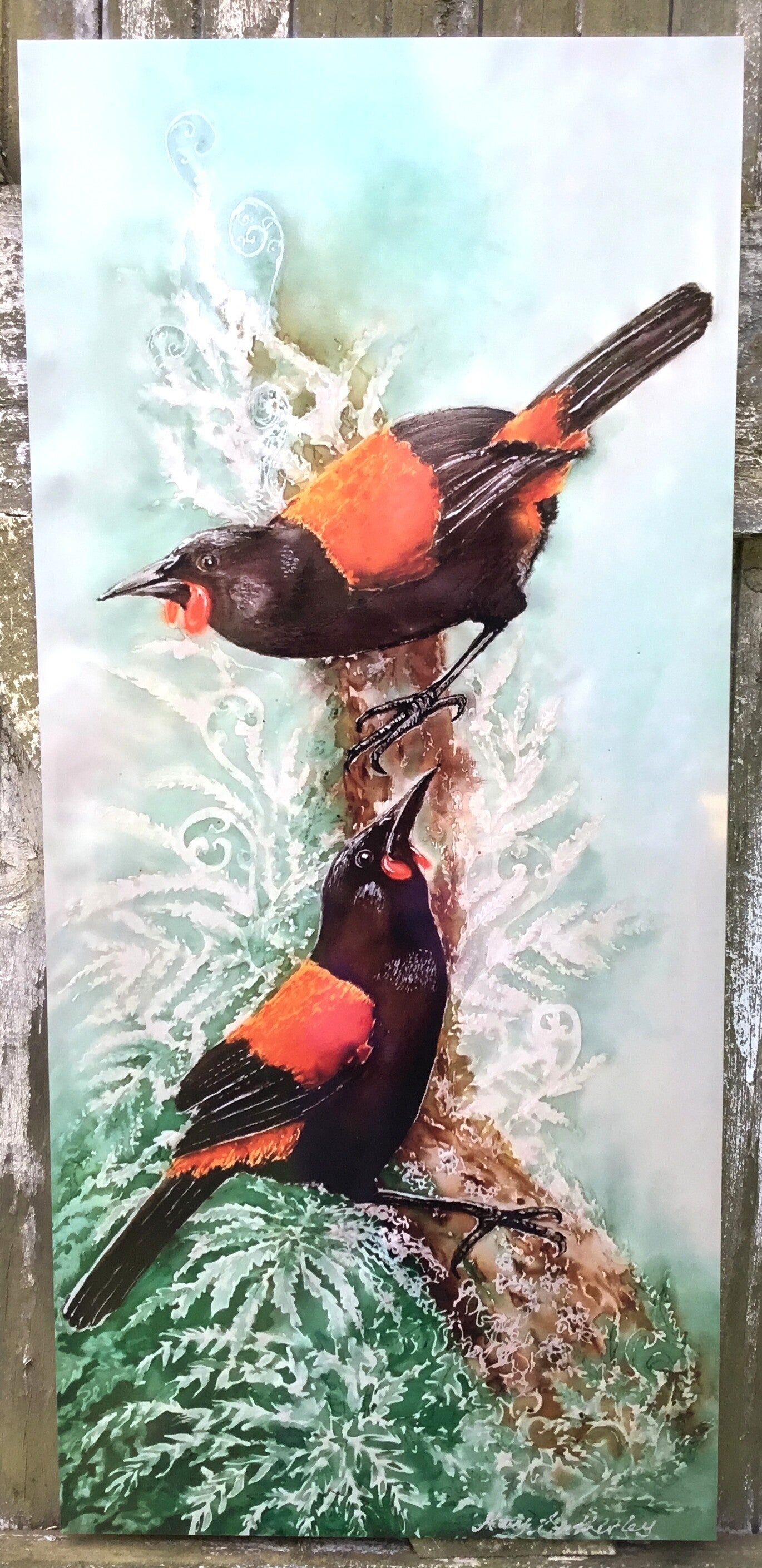 New Zealand Saddleback, Tieke - Outdoor Garden Art Panel