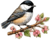 bird-standard.png