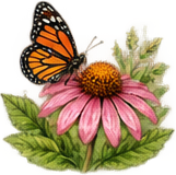 butterfly-standard.png