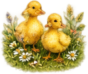 ducks-standard.png