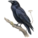 raven_icon_128px-standard-5giy6j.png