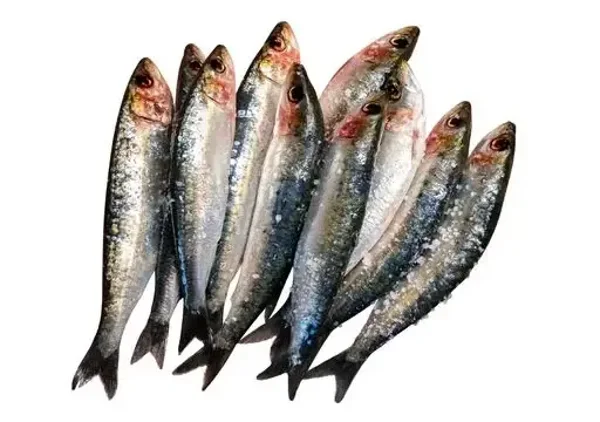 SARDINES 900 gr