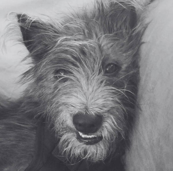 Pet Emergencies and First Aid