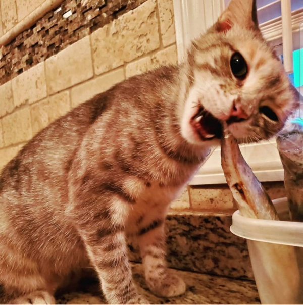 COMING SOON  Common toxins and poisons