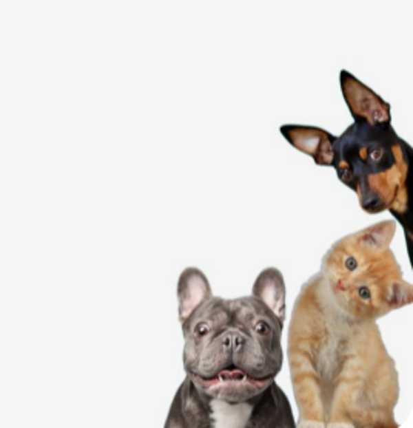 First Aid in Emergencies for Animal Shelter and Rescue