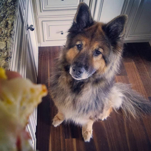 COMING SOON  'Can my dog eat that?'