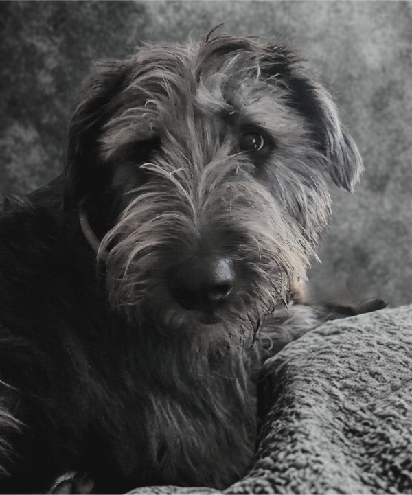 Pet CPR and First Aid in emergencies combo class