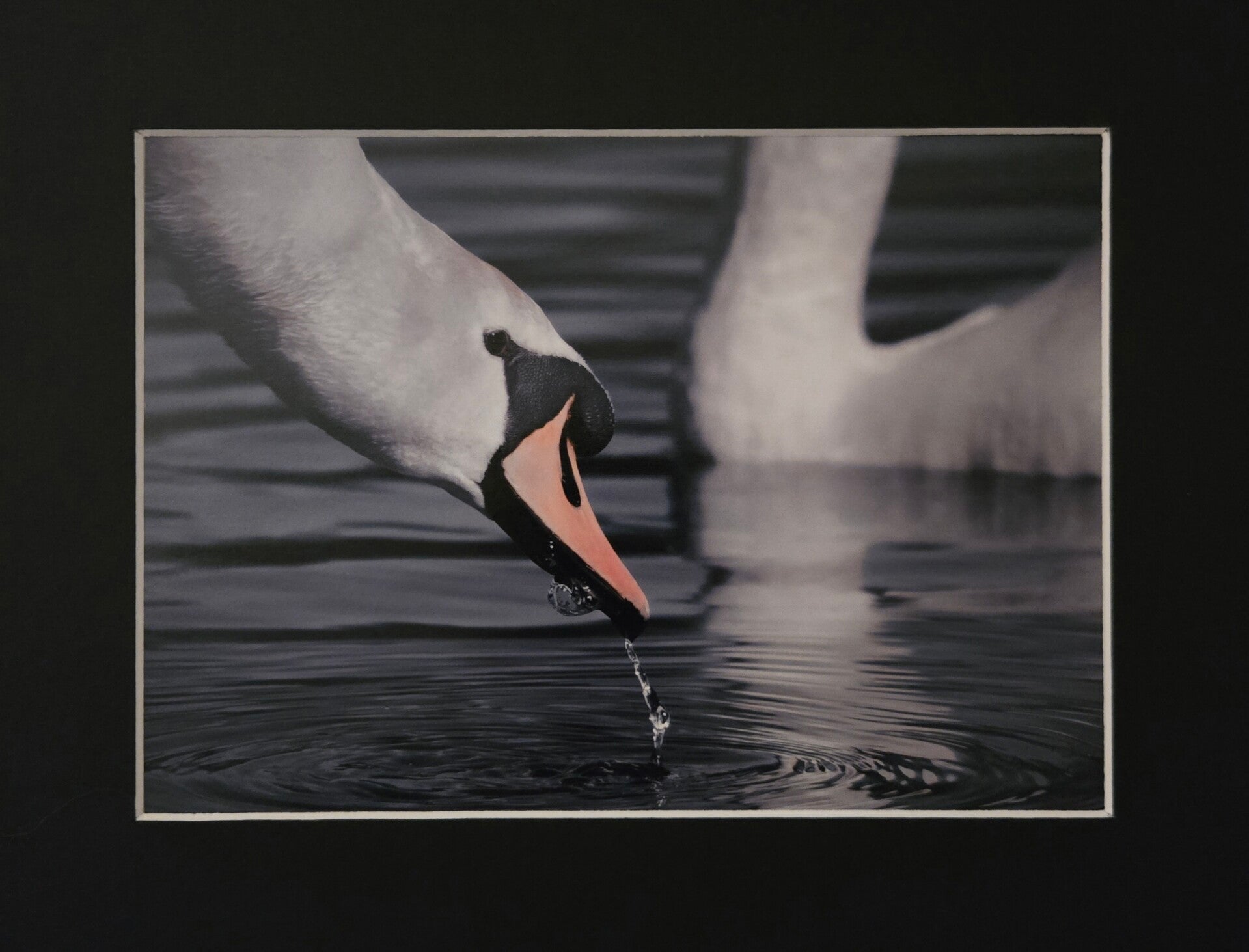 #2,3,4 Swans Black edition collection
