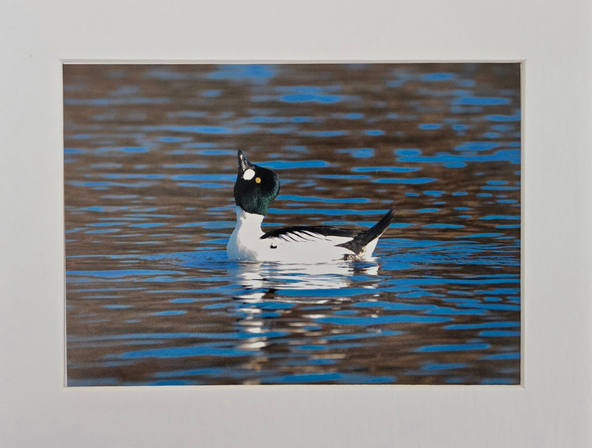 #14,15,16 golden eye courtship collection