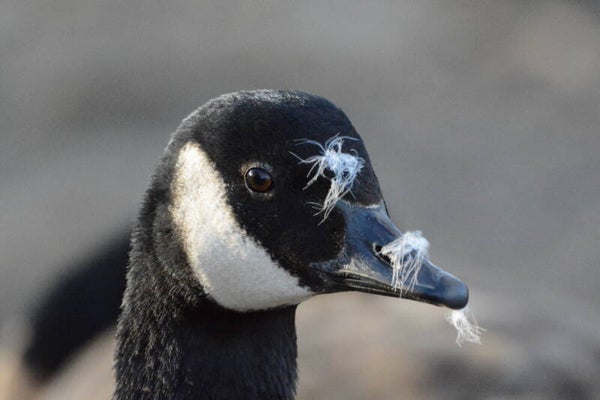 #83 sticky beak
