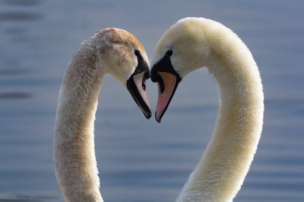 #67 look of love