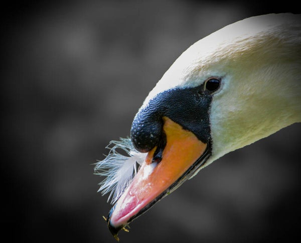 #60 Bird of a feather