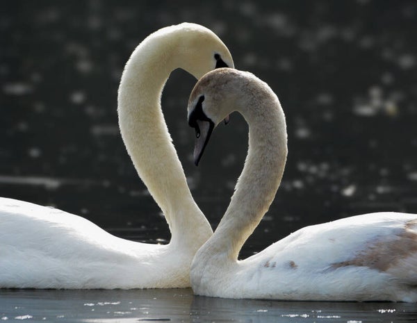 #85 young love
