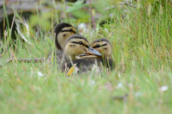 #78 peek a boo