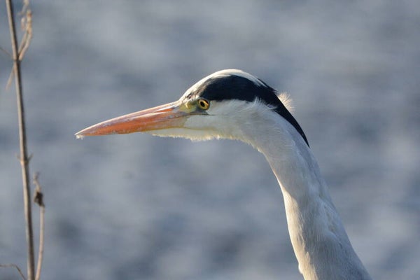 #28 close encounter