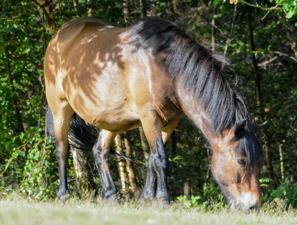 #75 shadow