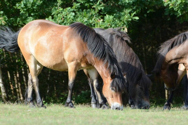 #87 pastures new
