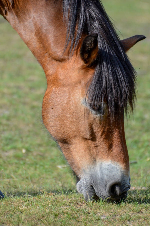 #66 Epona