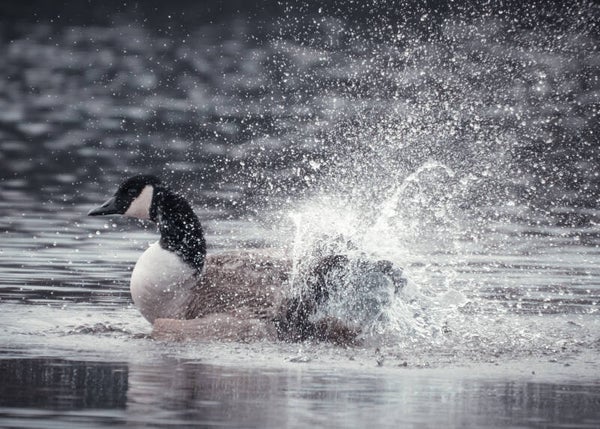 #33 Big splash