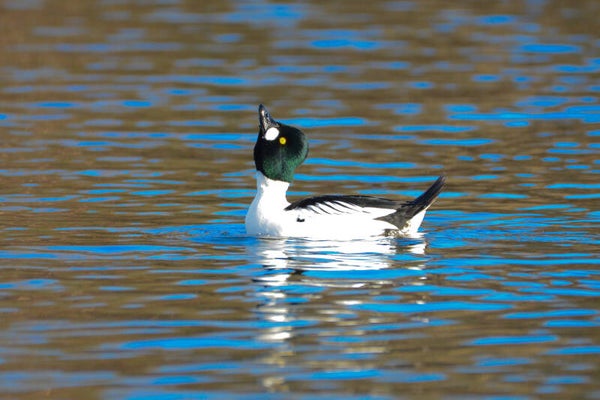 #14,15,16 golden eye courtship collection