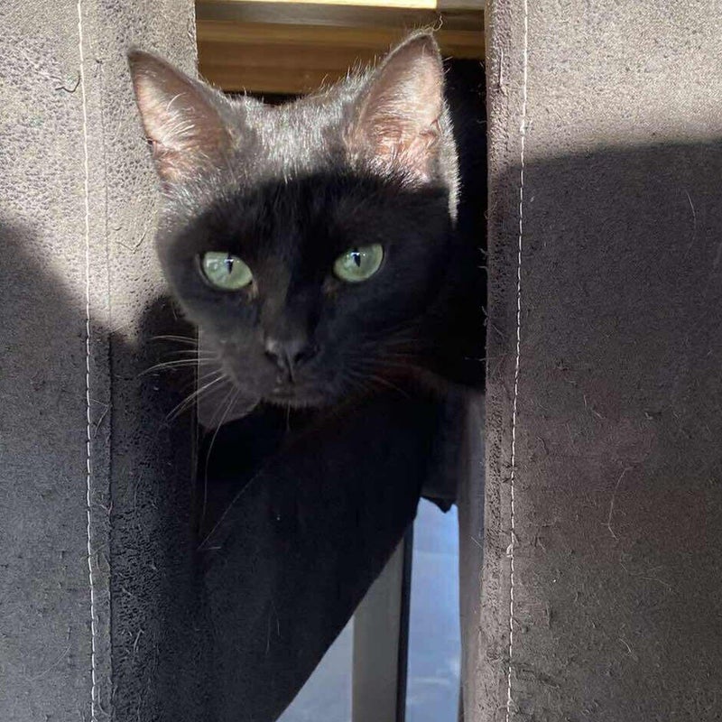 Speedy - Mâle 2 ans. Craintif mais Gourmand et Jouette. Ok chiens et chats