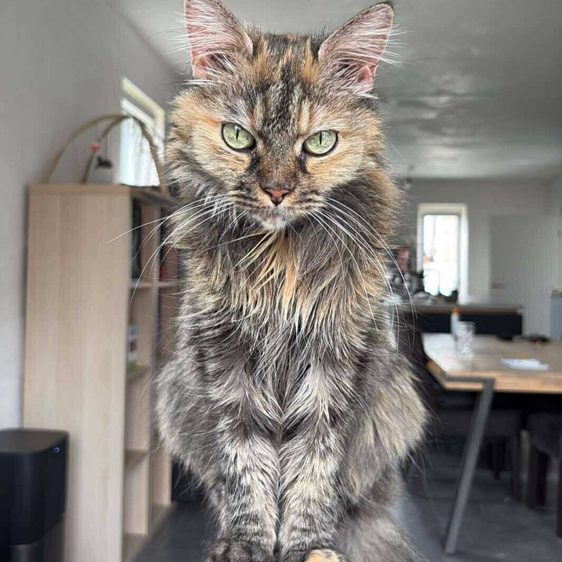 Belle belle - Femelle 14 ans