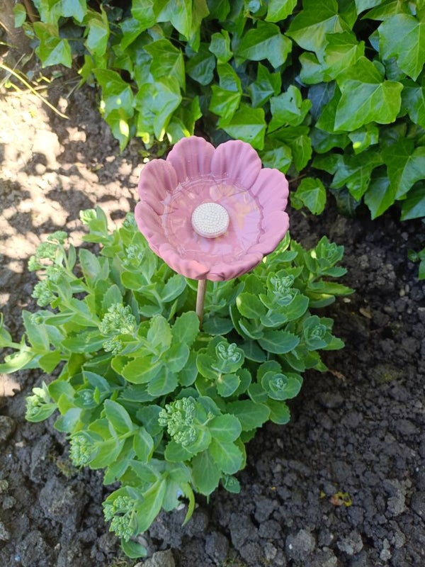 Water bloem insecten