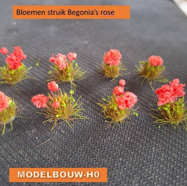 bloemen struik begonia's rose 10stuks