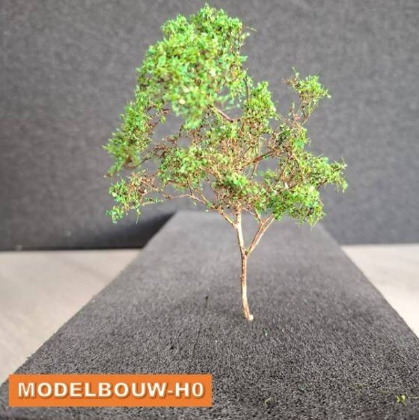 Loofboom frisgroen 14cm hoog