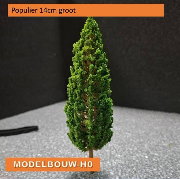 populier groot 14cm met steekstam per 6 stuks