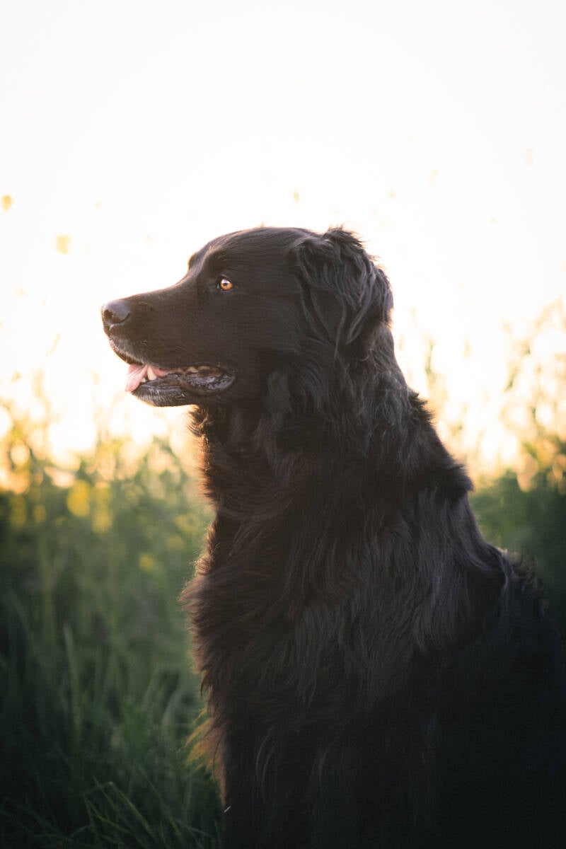 focus.by.lk-hundeshooting-freibur-ortenau
