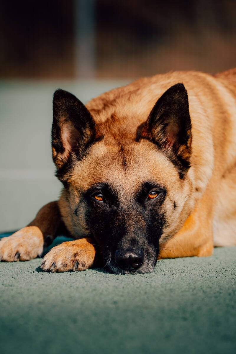 focus.by.lk-hundeshooting-freibur-ortenau