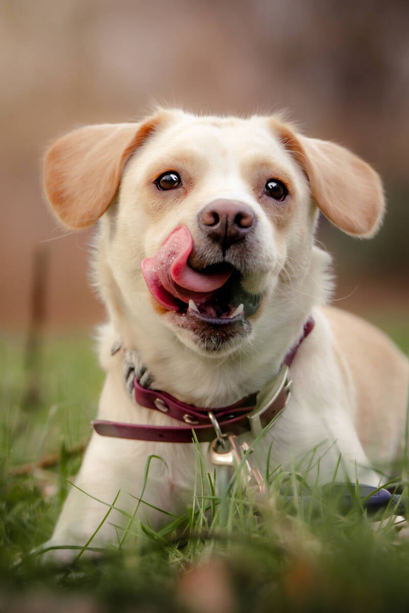 focus.by.lk-hundeshooting-freibur-ortenau