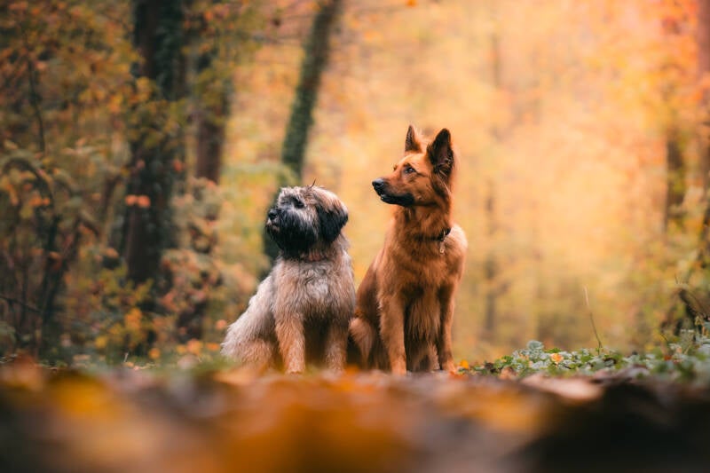 focus.by.lk-hundeshooting-freibur-ortenau
