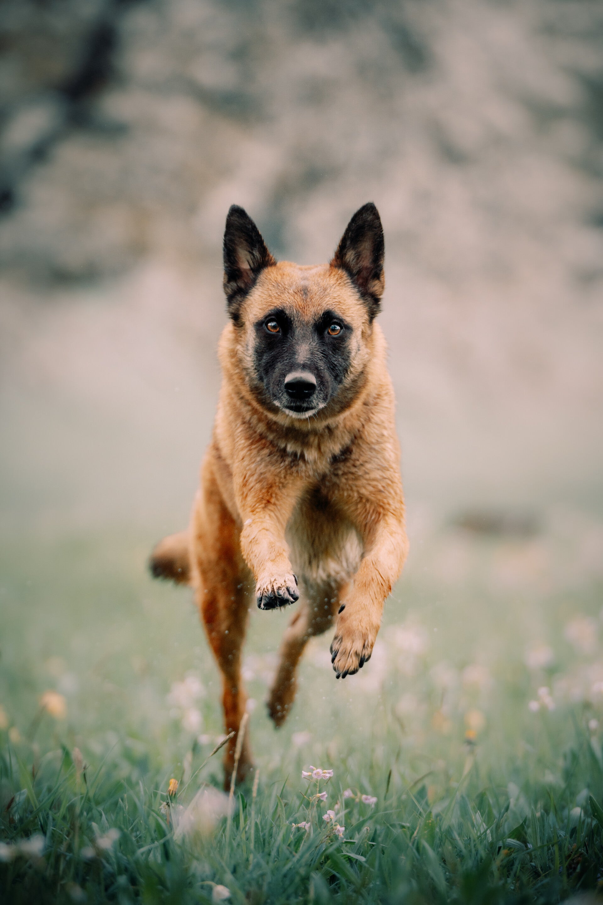 focus.by.lk-hundeshooting-freiburg-ortenau