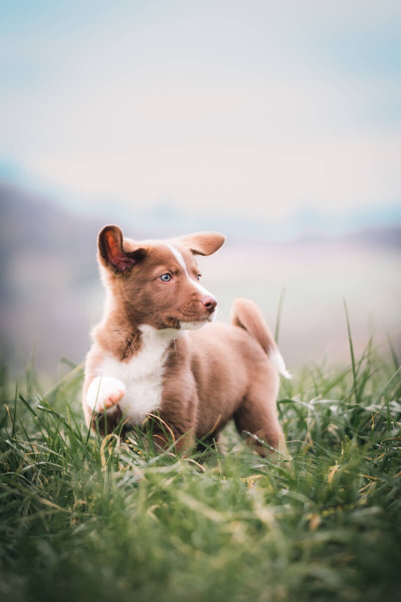 focus.by.lk-hundeshooting-freibur-ortenau