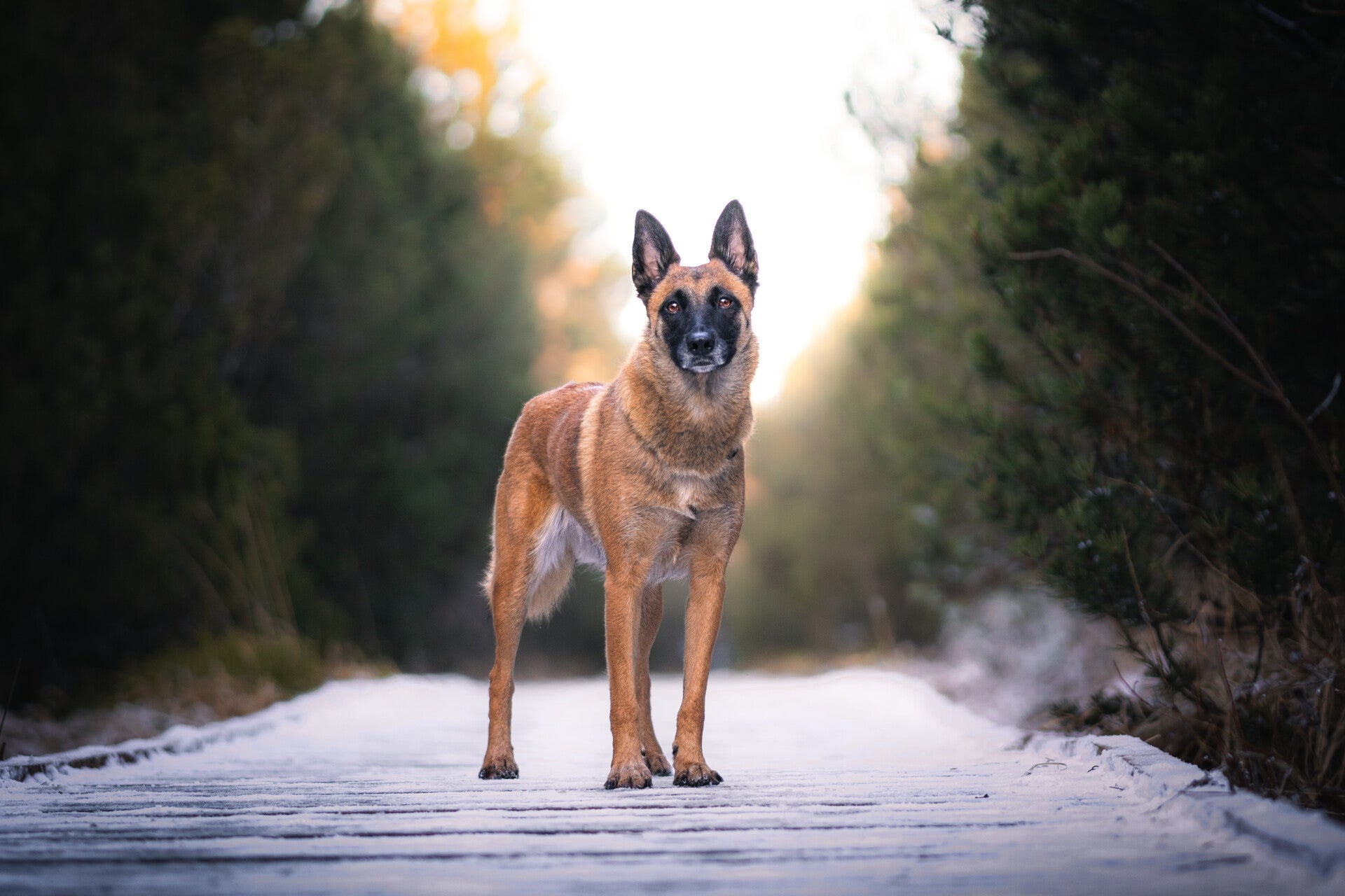 focus.by.lk-hundeshooting-freiburg-ortenau