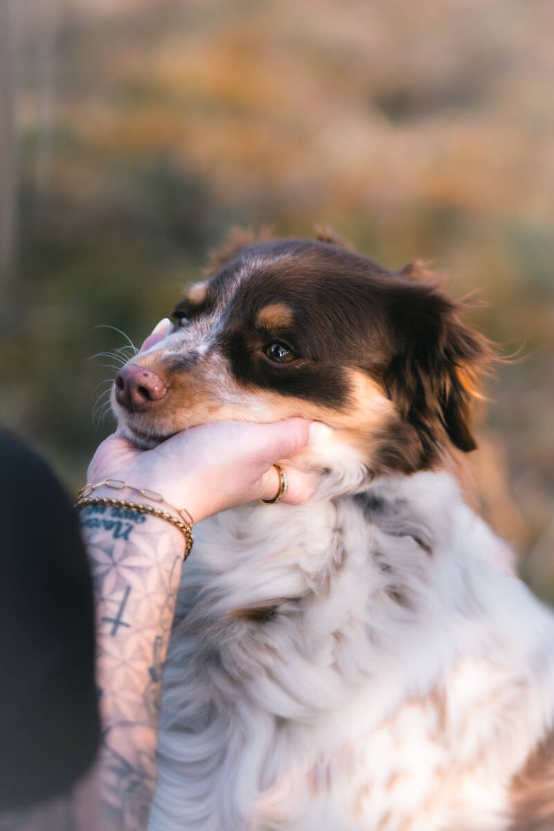 focus.by.lk-hundeshooting-freibur-ortenau