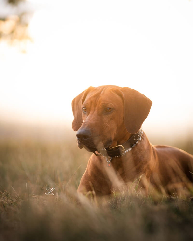 focus.by.lk-hundeshooting-freiburg-ortenau