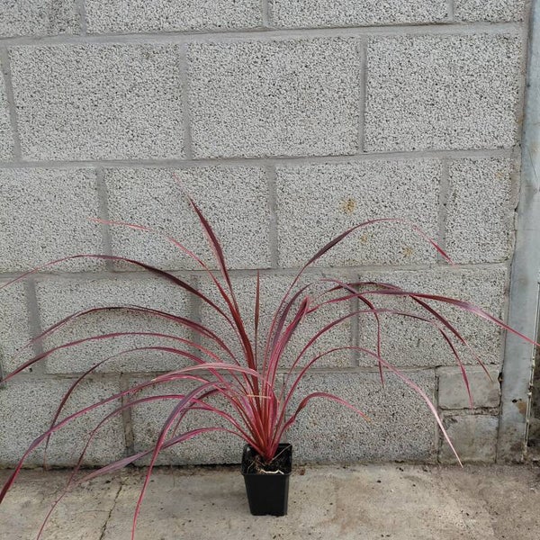 Roze koolpalm | Cordyline 'Salsa'