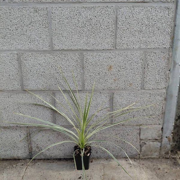 Geel/bonte Koolpalm | Cordyline 'Lemon lime'