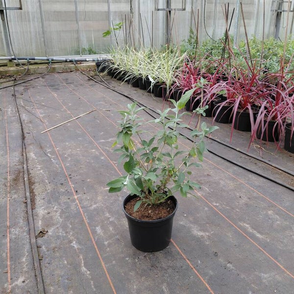 Driekleurige vlinderstruik | Buddleja ' Flower power'