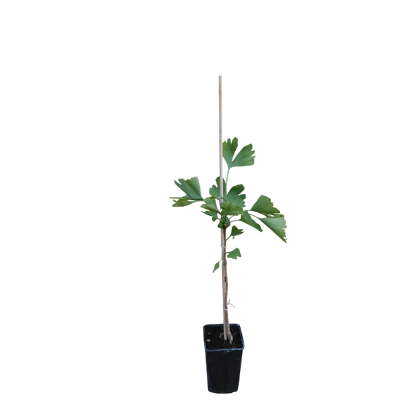 Ginkgo biloba | Japanse notenboom